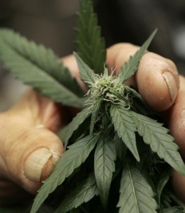 Marijuana Misgivings