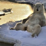 polarbear